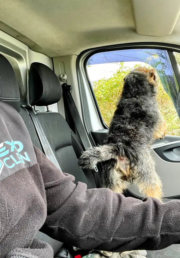 A customer's dog sitting up at the window of the ExoClean van